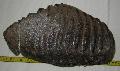 Mammuthus meridionalis fog Lh: Kavicsbnya Gy: 2014. december (565)