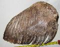 Mammuthus sp. (trogontherii vagy primigenius) fog LH: Kavicsbnya Gy: 2015. februr (584)