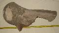Mammuthus sp. femur (combcsont) Lh: Kavicsbnya Gy: 2014. (589)