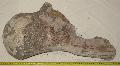 Mammuthus sp. femur (combcsont) Lh: Kavicsbnya Gy: 2014. (589)