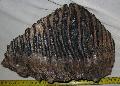 Mammuthus primigenius fog Lh: Kavicsbnya Gy: 2015. februr (591)