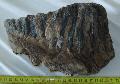 Mammuthus primigenius fog Lh: Kavicsbnya Gy: 2015. mrcius (600)