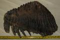 Mammuthus sp. fog Lh: Kavicsbnya Gy: 2015. mrcius (602)