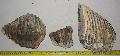 Mammuthus sp. fog tredkek Lh: Kavicsbnya Gy: 2015. mrcius (617)