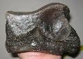 Mammuthus sp s Equus csont Lh: Kavicsbnya Gy: 2015. mrcius (621)