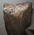 pleisztocn borda csontok (Mammuthus) Lh: Kavicsbnya Gy: 2015. mrcius (622)