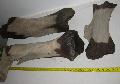 Rhino humerus, Mamuthus tibia csontok Lh: Kavicsbnya Gy: 2015. mrcius (623)
