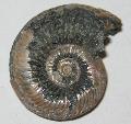 als jra kor Quenstedticeras sp. ammonitesz  Lh: Oroszorszg (18)