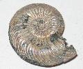 Alsjra kor Ammonitesz Lh: Oroszorszg (18)