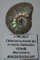 Dichotomosphincter sp.ammonitesz Lh: Madadaszkr (28)