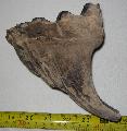 Mammuthus sp. fog Lh: Kavicsbnya Gy: 2015. mrcius (627)