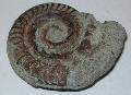 Hildoceras ammonitesz Lh: Franciaorszg (21)