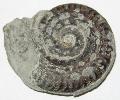 Hildoceras ammonitesz Lh: Franciaorszg (21)