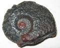 Hematitosodott ammonitesz Lh: Marokko (29)