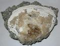 Mercenaria permagna kalcitos kagylkvlet Lh: Rucks Pit, Okeechobee county, Florida, USA. (7)