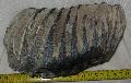 Mammuthus sp. fog Lh: Kavicsbnya Gy: 2015. prilis (649)