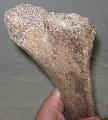 Mammuthus sp. borda csont Lh: Kavicsbnya Gy: 2015. mjus (659)