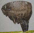 Mammuthus primigenius fels fog Lh: Kavicsbnya Gy: 2015. mjus (680)