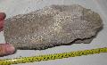 Mammuthus sp. csigolya (Vertebra) Lh: Kavicsbnya Gy: 2015. mjus (698)