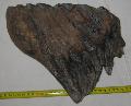 Mammuthus meridionalis fog Lh: Kavicsbnya Gy: 2015. jnius (725)