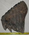 Mammuthus meridionalis fog Lh: Kavicsbnya Gy: 2015. jnius (725)