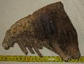 Mammuthus primigenius fog Lh: Kavicsbnya Gy: 2015. jnius (726)