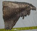 Mammuthus primigenius fog Lh: Kavicsbnya Gy: 2015. jnius (726)