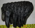 Mammuthus primigenius fog Lh: Kavicsbnya Gy: 2015. jnius (729)