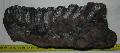 Mammuthus meridionalis fog Lh: Kavicsbnya Gy: 2015. jnius (731)