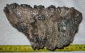 Mammuthus meridionalis fog Lh: Kavicsbnya Gy: 2015. jnius (747)