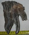 Mammuthus sp. fog Lh: Kavicsbnya Gy: 2015. jlius (750)