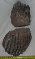 Mammuthus sp. als fels fogpr Lh: Kavicsbnya Gy: 2015. jlius (758)