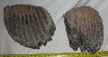 Mammuthus sp. als fels fogpr Lh: Kavicsbnya Gy: 2015. jlius (758)