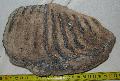 Mammuthus sp. fog Lh: Kavicsbnya Gy: 2015. jlius (761)