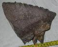 Mammuthus sp. fog Lh: Kavicsbnya Gy: 2015. jlius (770)