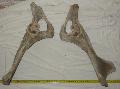 Equus sp. medence csont prban Lh: Kavicsbnya Gy: 2015. jlius (774)