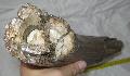 Mammuthus sp. agyar (tusk) Lh: Kavicsbnya Gy: 2015. augusztus (775)