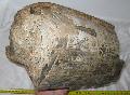 Mammuthus meridionalis agyar tredk Lh: Kavicsbnya gy: 2015. augusztus (791)