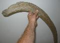 Mammuthus primigenius borda (rib) Lh: Kavicsbnya (795)