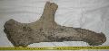 Megaloceros giganteum agancs  Lh: Kavicsbnya Gy: 2015. augusztus (824)