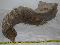 Mammuthus sp. llkapocs csont tredke Lh: Kavicsbnya Gy: 2015. szeptember (835)