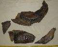 Mammuthus primigenius bedarlt csontvznak llkapocs tredkei 2 db foggal Lh: Kavicsbnya Gy: 2015. augusztus s szeptember (841)