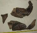 Mammuthus primigenius bedarlt csontvznak llkapocs maradvnya 2 db foggal Lh: Kavicsbnya Gy: 2015. augusztus s szeptember (841)