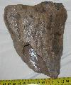 Ids Mammuthus meridionalis fels elkoptatott zomnc foga Lh: Kavicsbnya Gy: 2015. szeptember  (853)