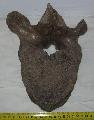 Mammuthus sp. csigolya vertebra Lh: Kavicsbnya Gy: 2015. szeptember (862)