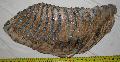 Mammuthus primigenius als fog Lh: Kavicsbnya Gy: 2015. szeptember (869)