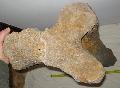 Mammuthus sp. ulna csont (80 cm) Lh: Kavicsbnya Gy: 2015. oktber (887)