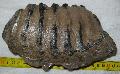 Mammuthus meridionalis fog Lh: Kavicsbnya Gy: 2015. oktber (891)