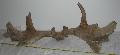 137 cm-es Megaloceros giganteus koponyatredk agancstredkekkel. Lh: Kavicsbnya Gy: 2015. oktber (917)