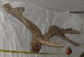 137 cm-es Megaloceros giganteus koponyatredk agancstredkekkel. Lh: Kavicsbnya Gy: 2015. oktber (917)